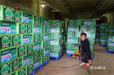 從田間到餐桌的溫暖接力——探訪徐聞辣椒中轉冷庫的人工搬運服務